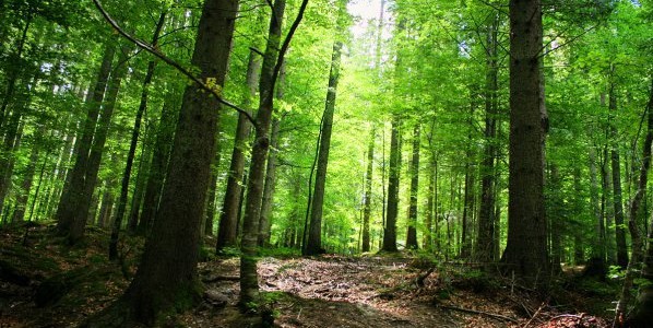dobrovolci-branqt-starozagorska-gora-ot-ciganska-sech-118466