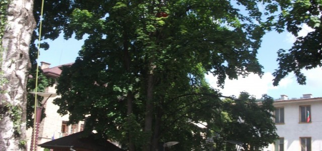 DSCF5927