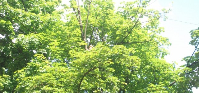 DSCF5930